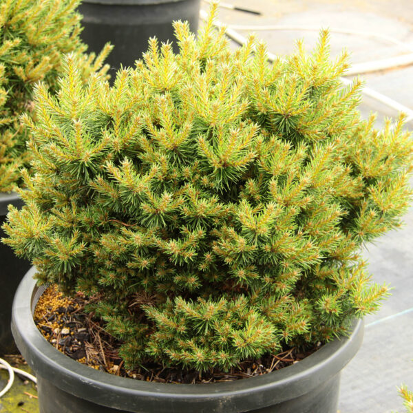 Pinus sylvestris 'Platypus' Scots Pine