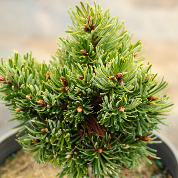 Pseudotsuga menziesii ‘Out on a Limb ‘Douglas Fir