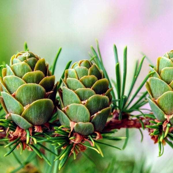 Larix kaempferi 'Paper Lanterns' Japanese Larch