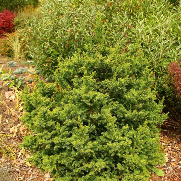 black dragon japanese cedar