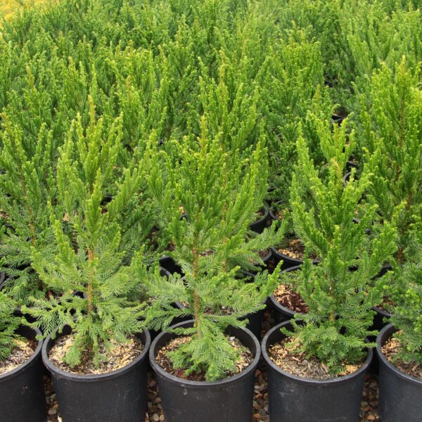 black dragon japanese cedar