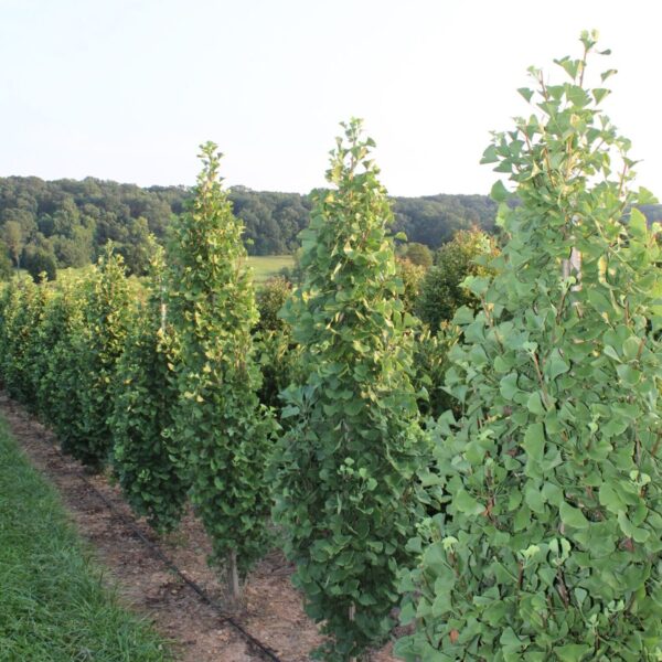 Ginkgo biloba 'Fastigiata'  Upright Maidenhair Tree
