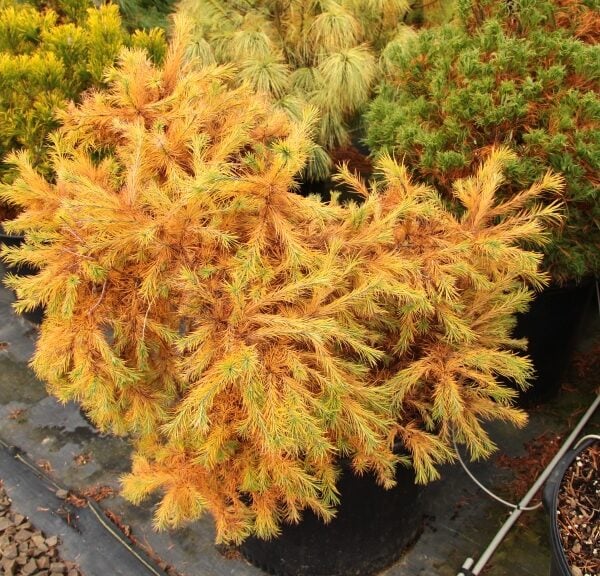 Larix laricina 'Steuben' American Larch