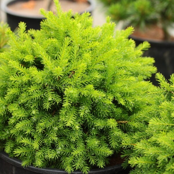 Picea abies 'Dan's Dwarf' Norway Spruce