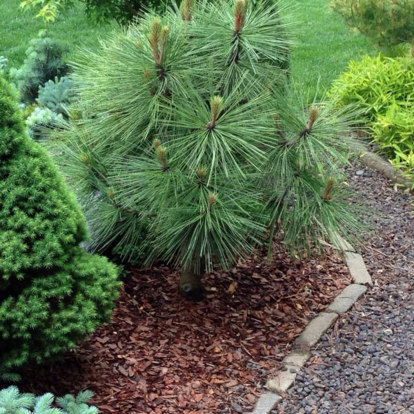 Pinus jeffreyi 'Joppi' Jeffrey Pine