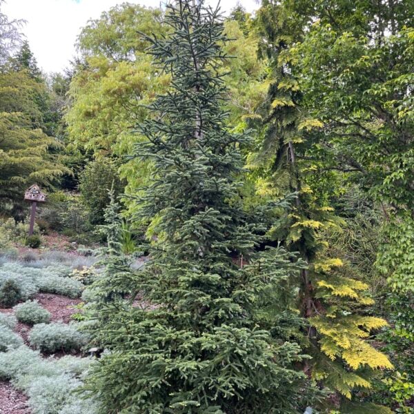 Abies procera 'Rat Tail' Noble Fir