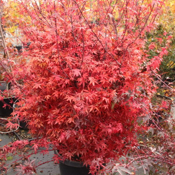 Acer palmatum 'Hime shojo' Japanese Maple