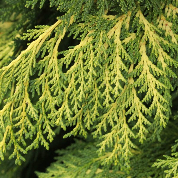 Chamaecyparis lawsoniana 'Golden King' Lawson Cypress