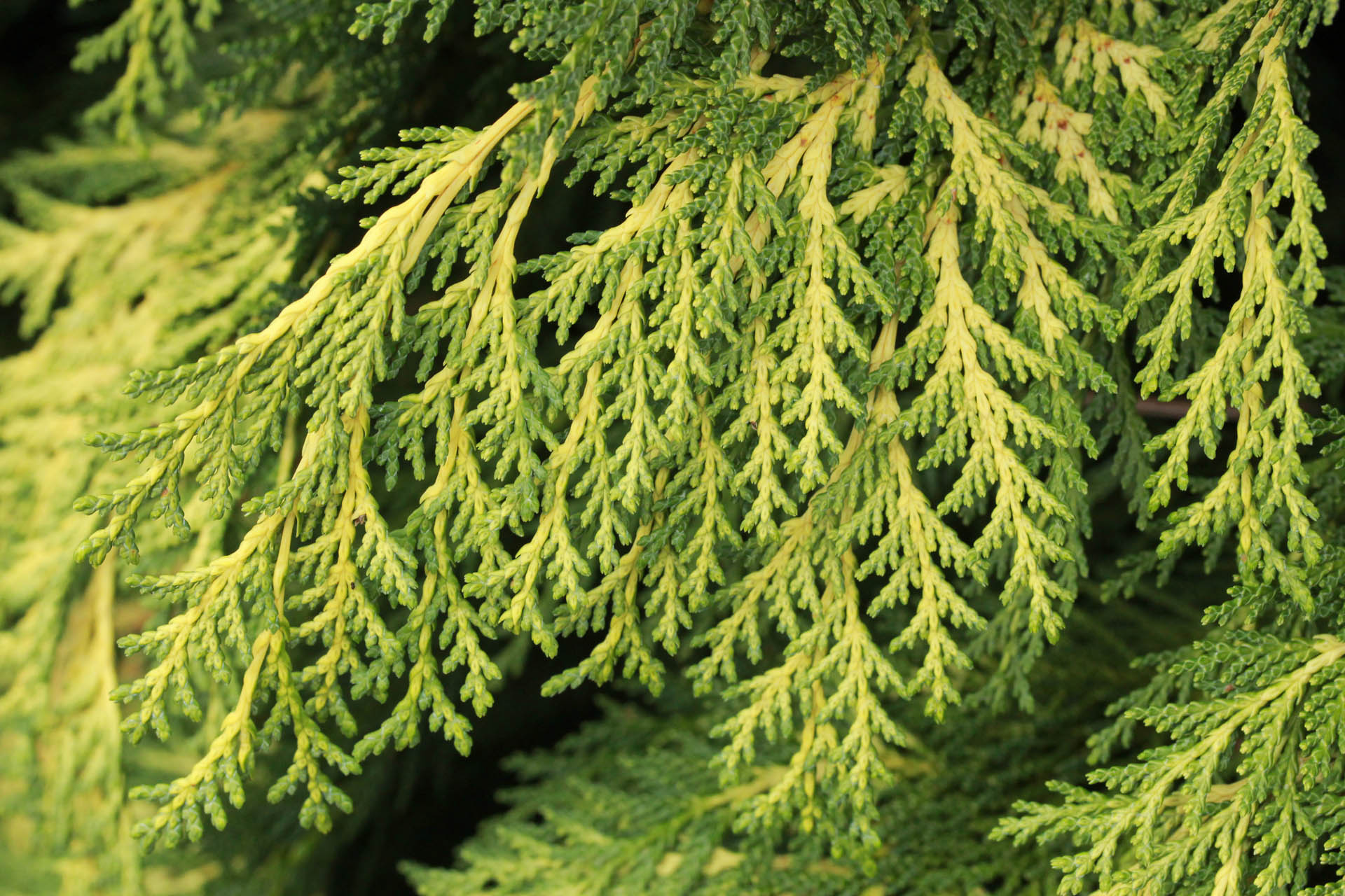 buy-chamaecyparis-lawsoniana-golden-king-lawson-cypress-conifer-kingdom