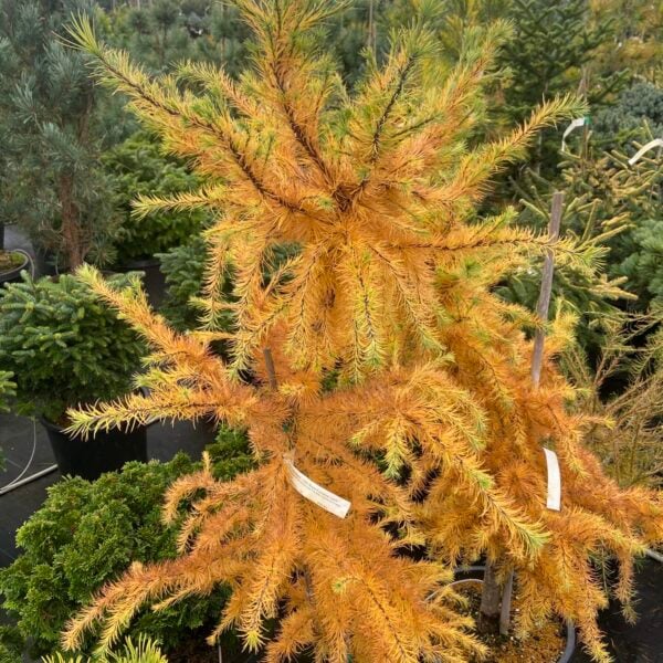 Larix kaempferi 'Little Bogle' Japanese Larch