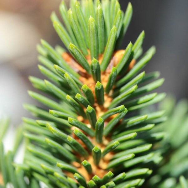 Picea abies 'Julian' Norway Spruce