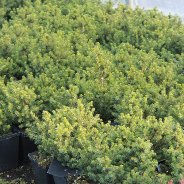 Picea omorika 'Osmaston I' Serbian Spruce