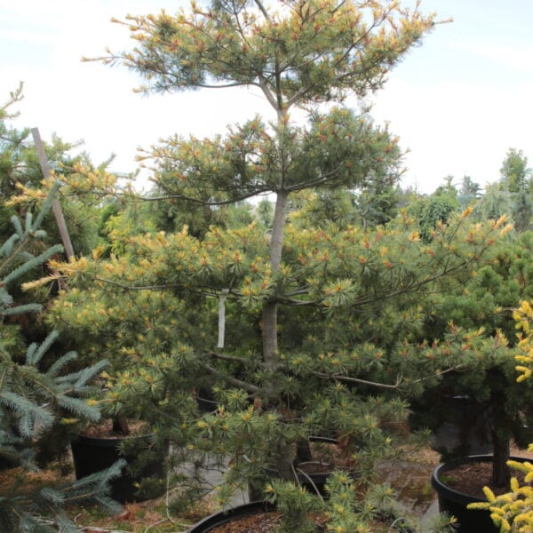 Pinus parviflora 'Ogon-janome' Specimen 1757