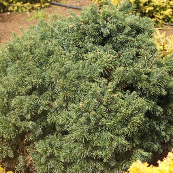 Abies lasiocarpa 'Green Globe' Subalpine Fir