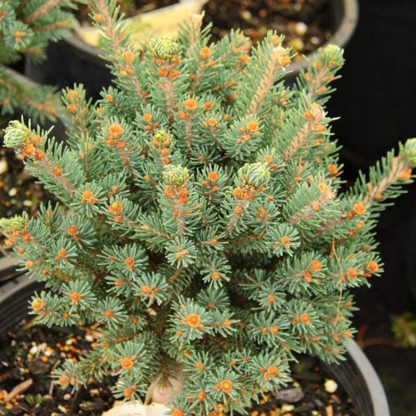 Picea glauca 'Gulliver' White Spruce