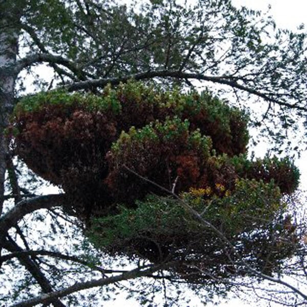Pinus strobus 'Cloud 9' Eastern White Pine