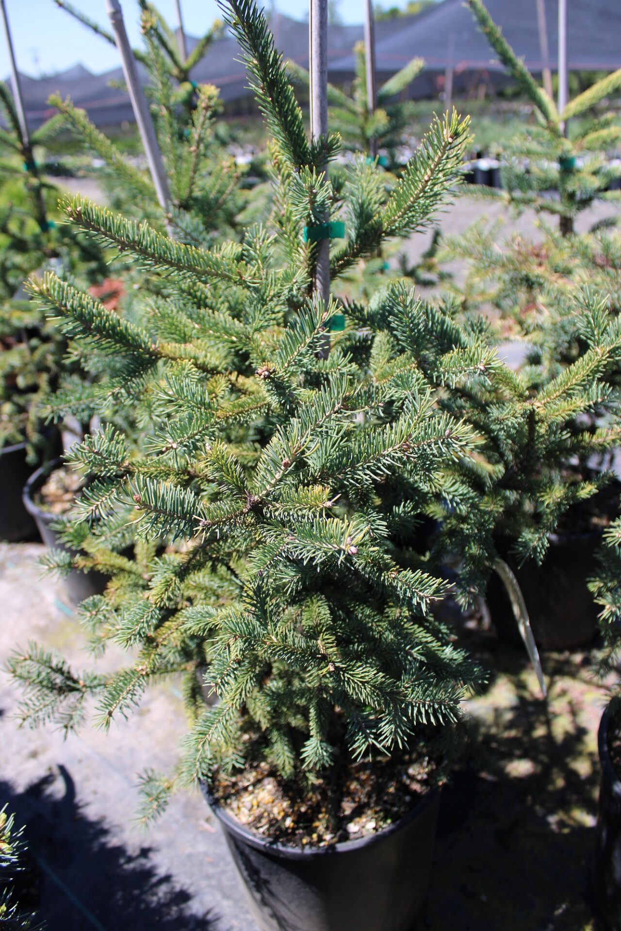 Picea glauca ‘Blue Planet’