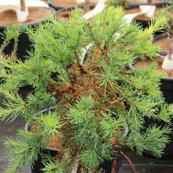 Larix laricina 'Wishnik' American Larch