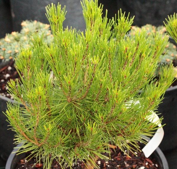 Pinus brutia 'Fullerton Loop' Calabrian Pine