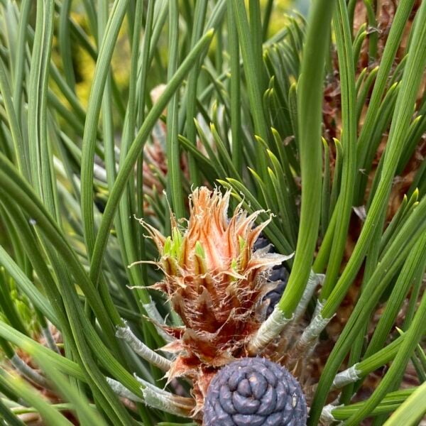 Pinus heldreichii (leucodermis) 'Atze Saule' Bosnian Pine