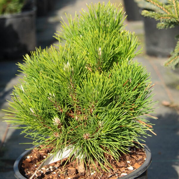 Pinus thunbergii 'Callie Jane' Japanese Black Pine
