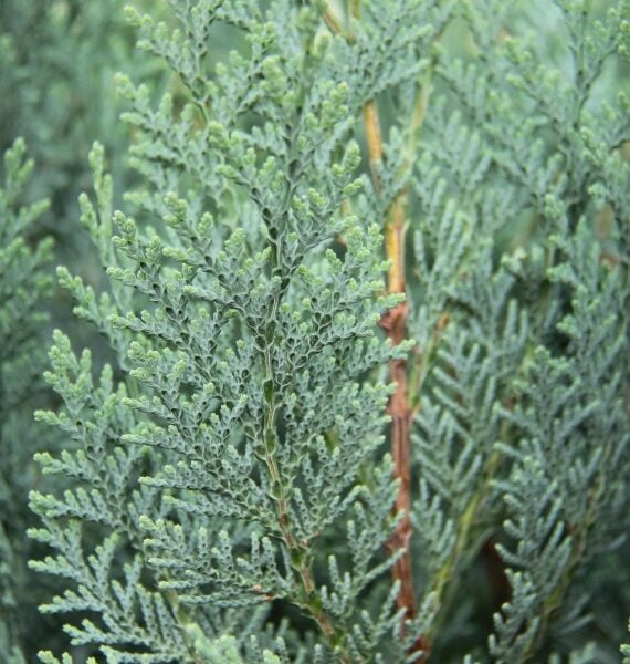 Chamaecyparis lawsoniana 'Pelt's Blue' Lawson Cypress