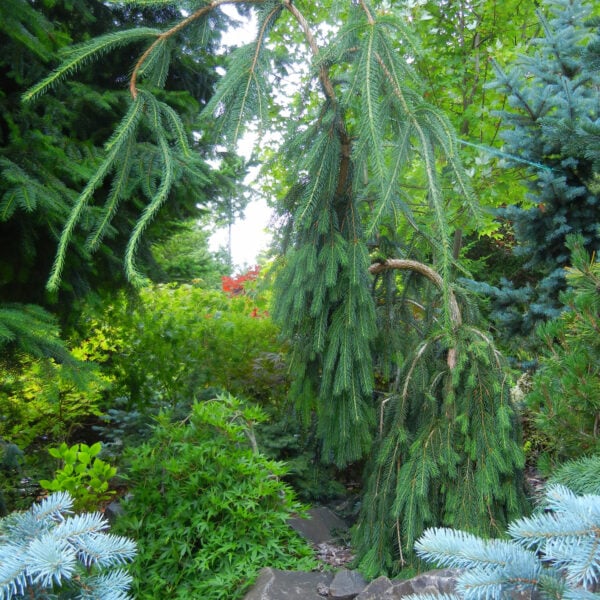 Picea abies 'Cobra' Norway Spruce