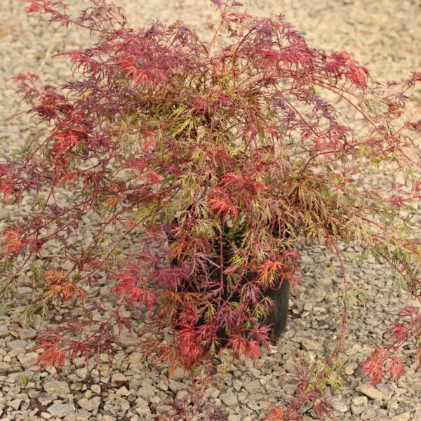 Acer palmatum 'Scarlet Princess' Japanese Maple