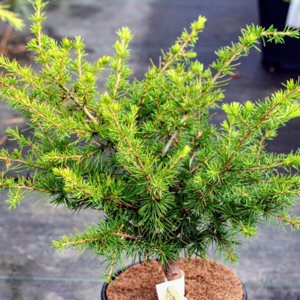 Cedrus libani 'Taurus' Cedar of Lebanon