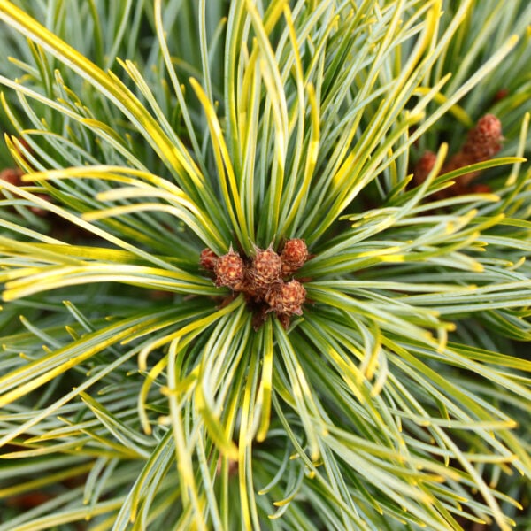 Pinus koraiensis 'Golden Eye' Korean Pine