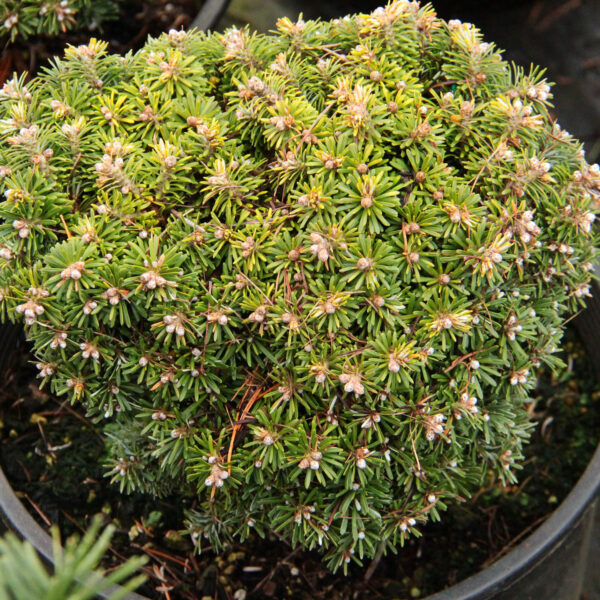 Abies koreana 'Kohout's Hexe' Korean Fir