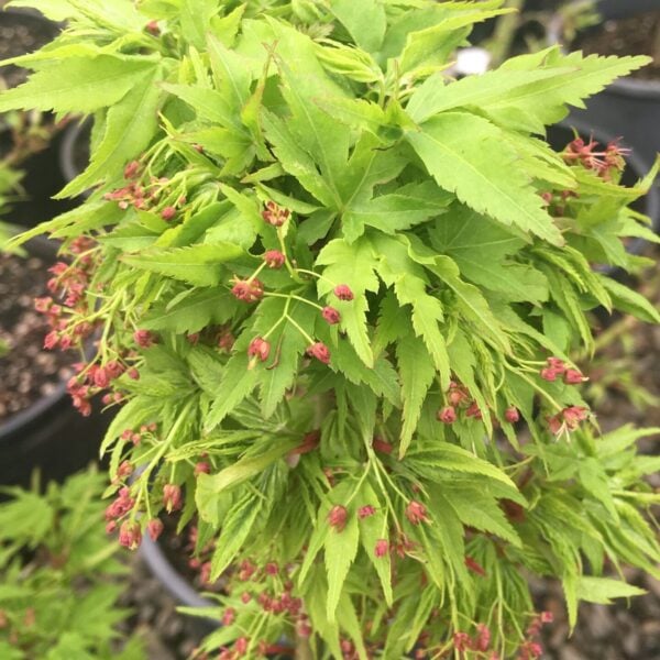 Acer palmatum 'Tattoo' Japanese Maple