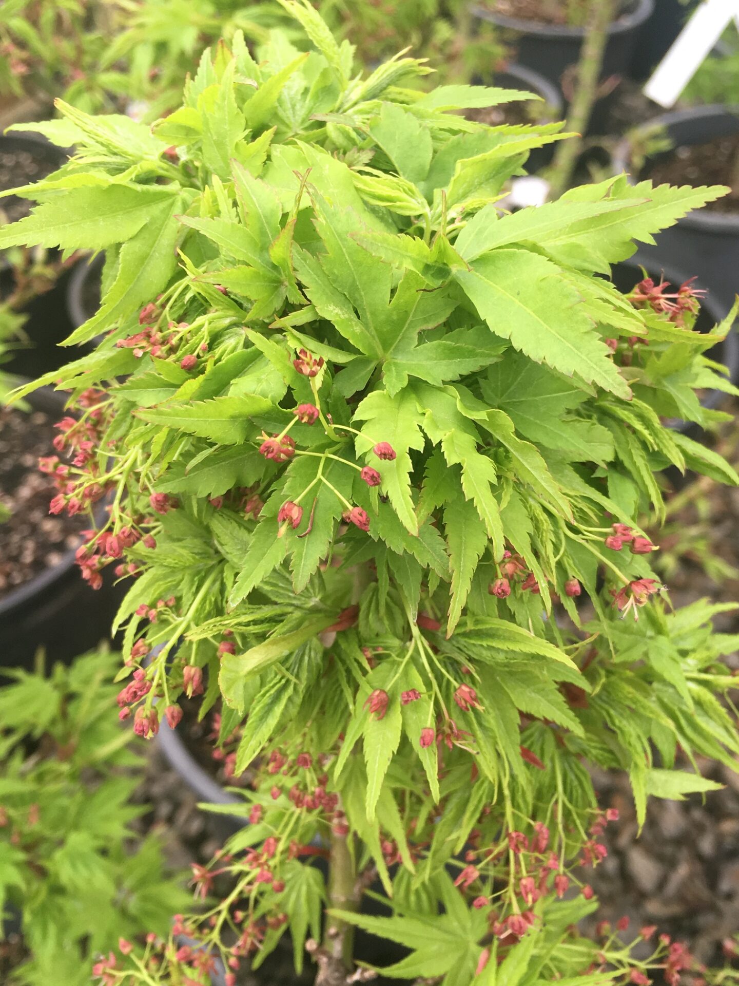 Acer-palmatum-Tattoo