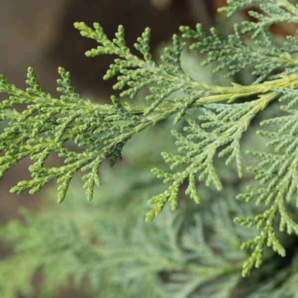 Chamaecyparis lawsoniana 'Hoepken's Silberstar' Lawson Cypress