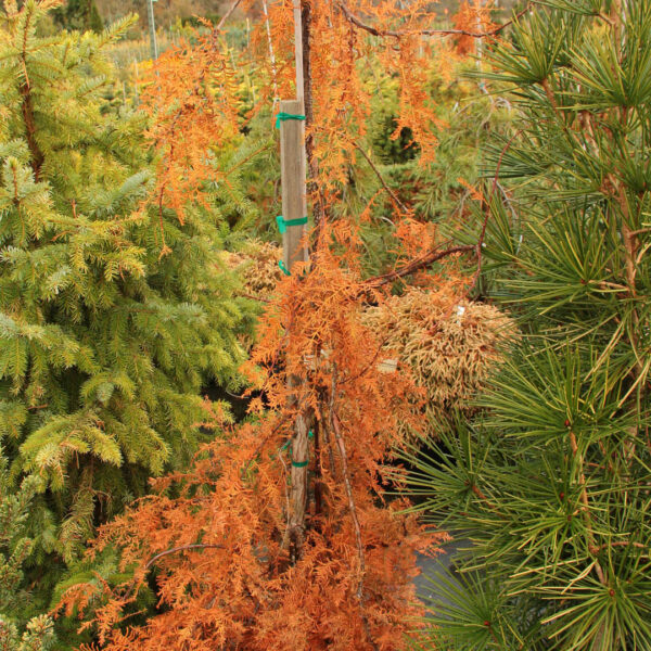 Metasequoia glyptostroboides 'Bizzarger' Dawn Redwood