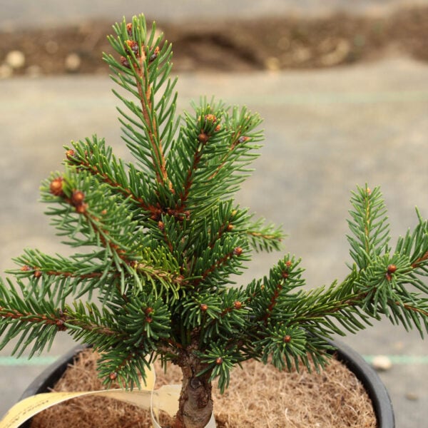 Picea abies 'Weiss' Norway Spruce