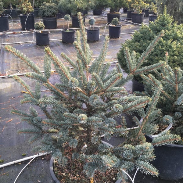 Picea koyamae 'Bedgebury Blue' Koyama Spruce