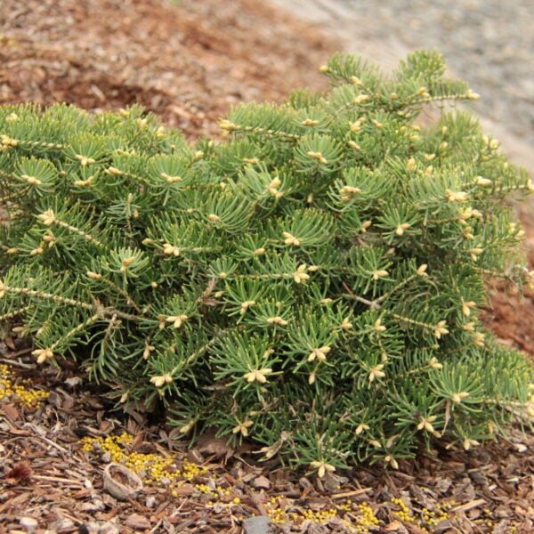 Abies concolor 'Scooter' White Fir