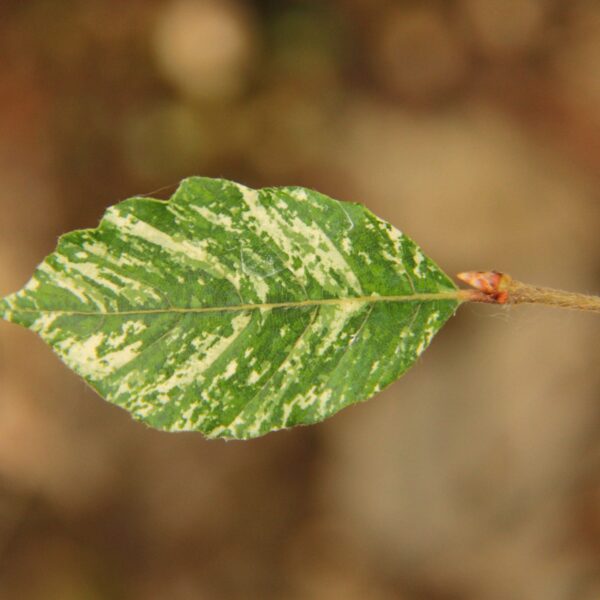 Fagus sylvatica 'Marmorstar'  European Beech