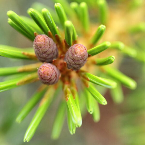 Pinus parviflora 'Ooh la la' Japanese White Pine