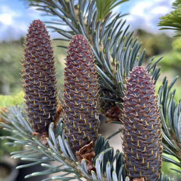 Abies koreocarpa (x) 'Festival' Hybrid Fir