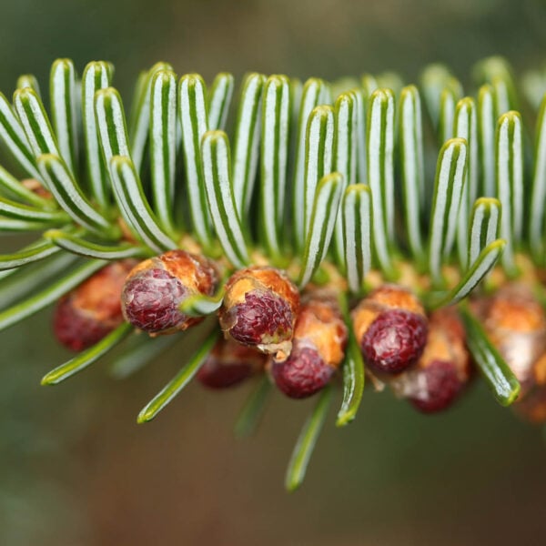 Abies numidica 'Drath'  Algerian Fir 