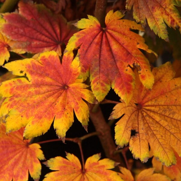 Acer japonicum 'Vitifolium' Japanese Maple