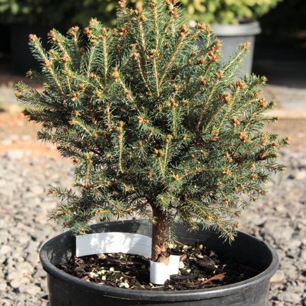 Picea abies 'Rastocow' Norway Spruce