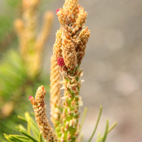 Pinus banksiana 'Jack's Bean Stalk' Jack Pine