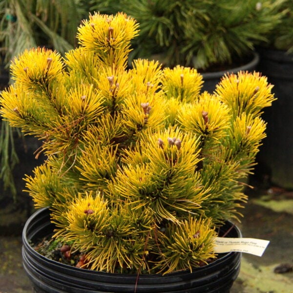 Pinus mugo 'Starkl' ('Thomas') Mugo Pine