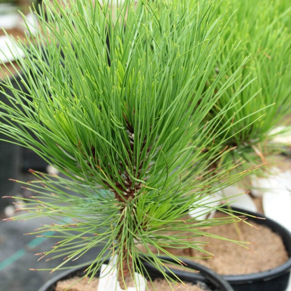 Pinus resinosa 'Knee Knocker' American Red Pine