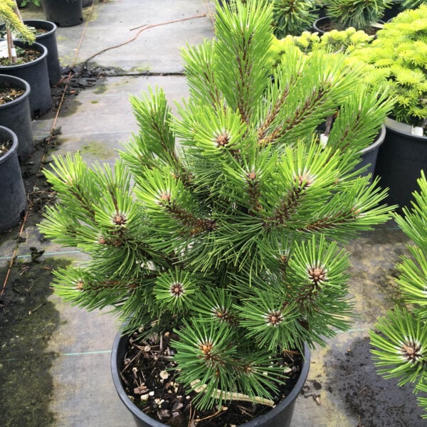 Pinus nigra 'Marquise' Austrian Pine