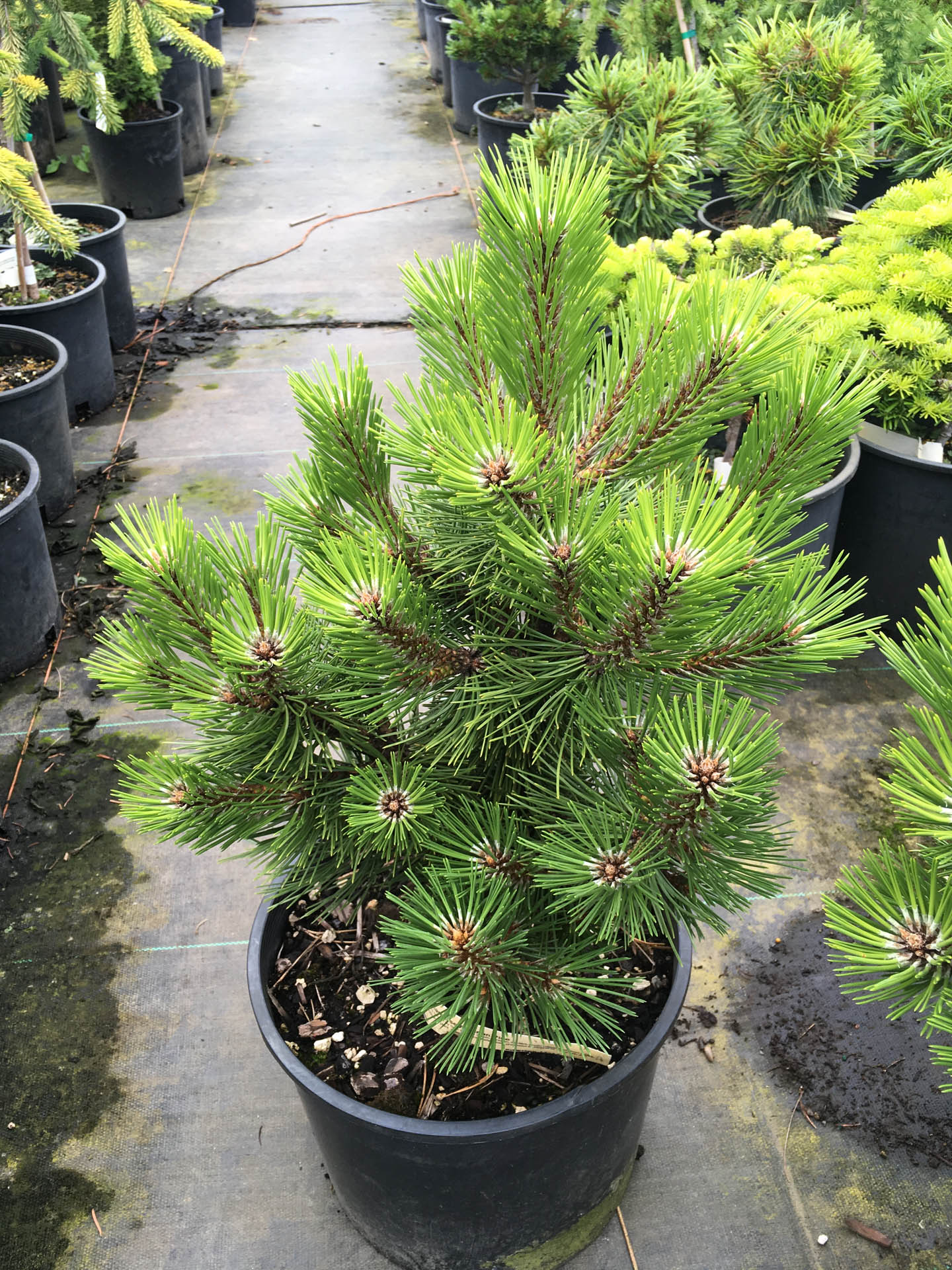 pinus nigra 'marquise' austrian pine