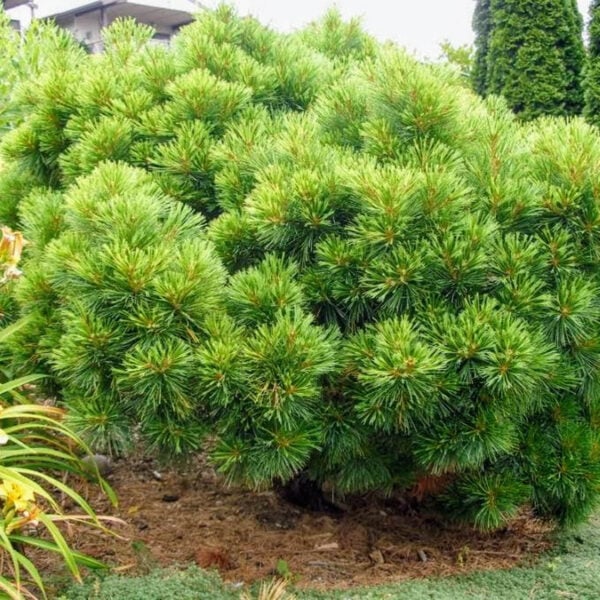 Pinus strobus 'Horsford' Eastern White Pine